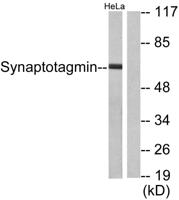 Synaptotagmin Polyclonal Antibody