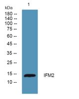 IFITM2 Polyclonal Antibody