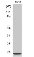 IFITM3 Polyclonal Antibody