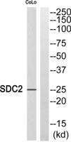 Syndecan-2 Polyclonal Antibody