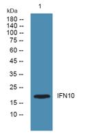 IFN10 Polyclonal Antibody