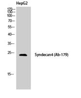 Syndecan-4 Polyclonal Antibody