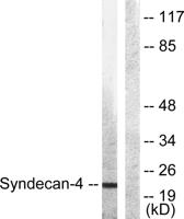 Syndecan-4 Polyclonal Antibody