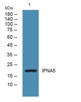 IFNA5 Polyclonal Antibody