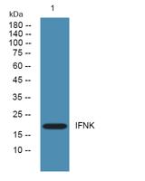 IFNK Polyclonal Antibody