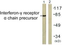 IFN-γRα Polyclonal Antibody