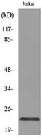 IFN-ε Polyclonal Antibody