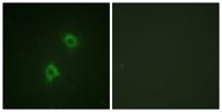 Syntaxin 1 Polyclonal Antibody