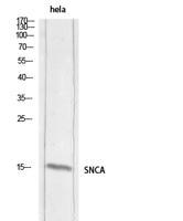 Synuclein-α Polyclonal Antibody