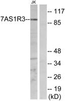 T1R3 Polyclonal Antibody