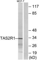 T2R1 Polyclonal Antibody