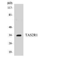 T2R1 Polyclonal Antibody