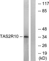 T2R10 Polyclonal Antibody