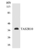 T2R10 Polyclonal Antibody