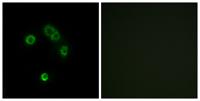 T2R13 Polyclonal Antibody