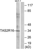 T2R16 Polyclonal Antibody