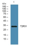 T2R31 Polyclonal Antibody