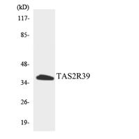 T2R39 Polyclonal Antibody