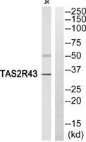 T2R43 Polyclonal Antibody