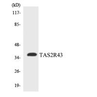 T2R43 Polyclonal Antibody