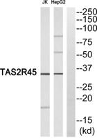 T2R45 Polyclonal Antibody