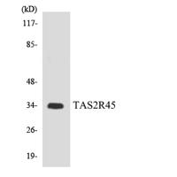 T2R45 Polyclonal Antibody