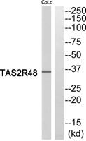 T2R48 Polyclonal Antibody