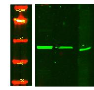 IFRD2 Polyclonal Antibody