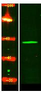 IFT1B Polyclonal Antibody