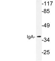 IgA Polyclonal Antibody