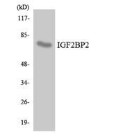 IGF2-BP2 Polyclonal Antibody