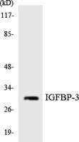 IGFBP3 Polyclonal Antibody