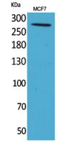 IGF-IIR Polyclonal Antibody