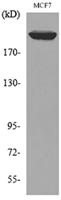 IGF-IIR Polyclonal Antibody