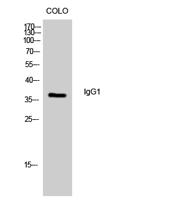 IgG1 Polyclonal Antibody