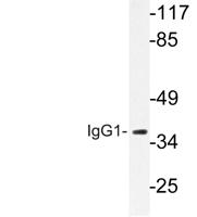 IgG1 Polyclonal Antibody