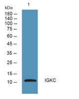 IGKC Polyclonal Antibody