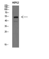 IgM Chain C Polyclonal Antibody