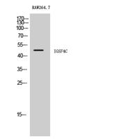 IGSF4C Polyclonal Antibody