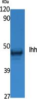 Ihh Polyclonal Antibody