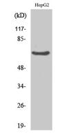 IK Polyclonal Antibody