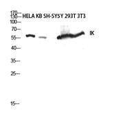 IK Polyclonal Antibody