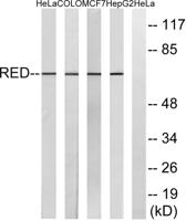 IK Polyclonal Antibody