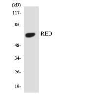 IK Polyclonal Antibody