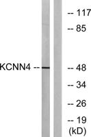 IK1 Polyclonal Antibody