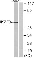 Ikaros 3 Polyclonal Antibody