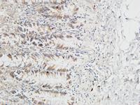 Reg IV Polyclonal Antibody