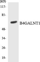 GM2/GD2 synthase Polyclonal Antibody