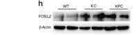 FOSL2 Polyclonal Antibody