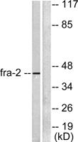 FOSL2 Polyclonal Antibody